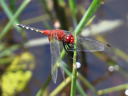 Barbet Percher
