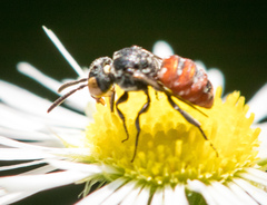 Holcopasites calliopsidis calliopsidis