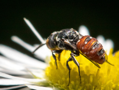 Holcopasites calliopsidis calliopsidis