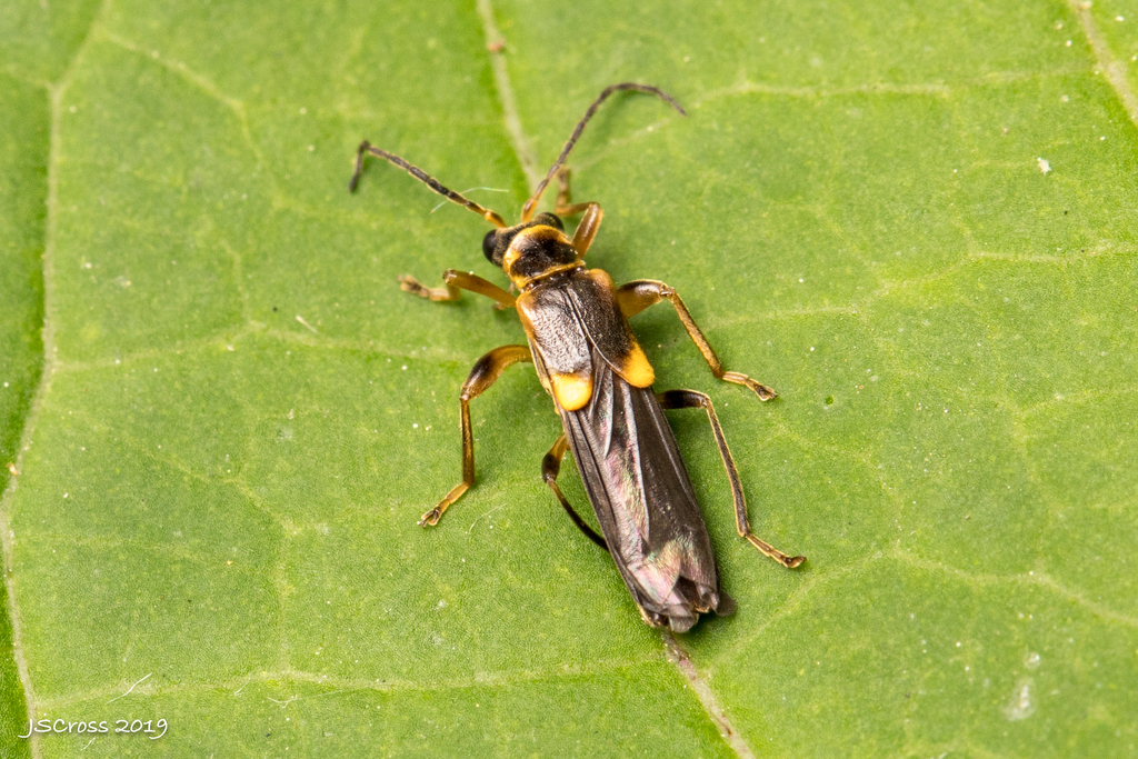 Trypherus latipennis