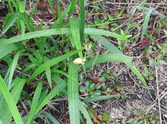 Spathoglottis pubescens