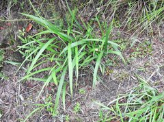Spathoglottis pubescens