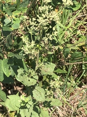 Eupatorium rotundifolium