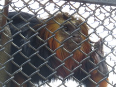 Leontopithecus chrysomelas