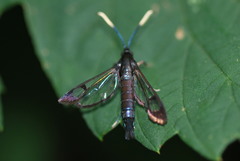 Synanthedon