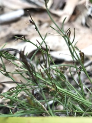 Platysace heterophylla