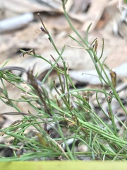 Platysace heterophylla