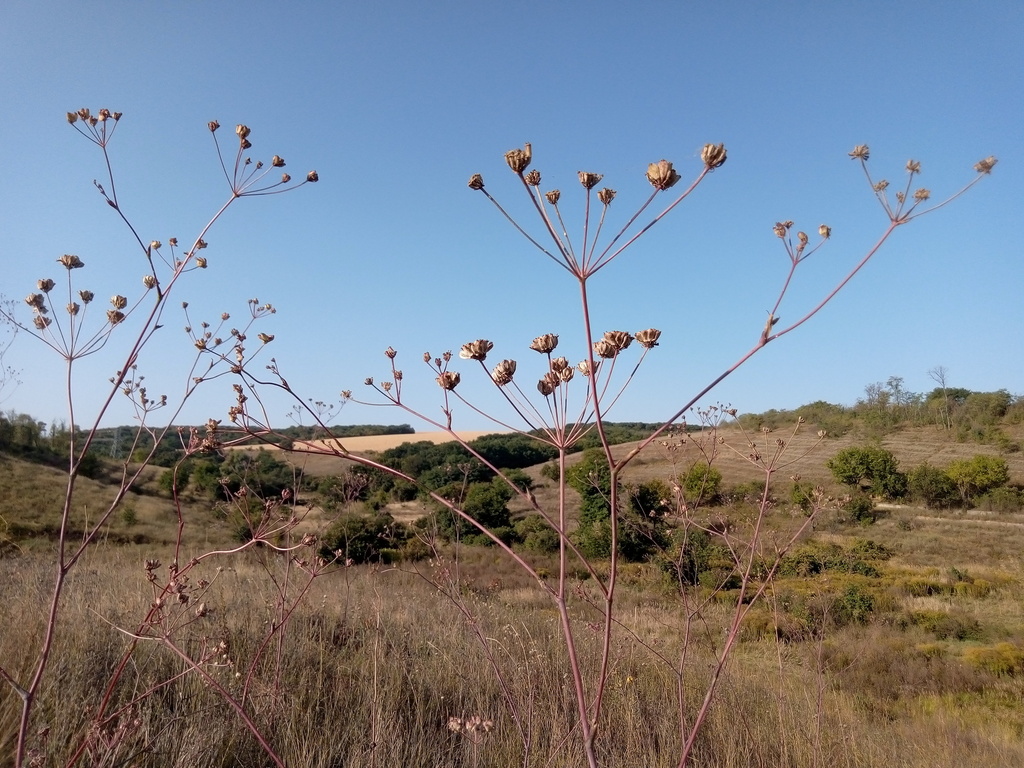 Taeniopetalum arenarium; photograph Svitlana Kyiak, CC0, iNaturalist via GBIF