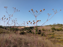 Taeniopetalum arenarium