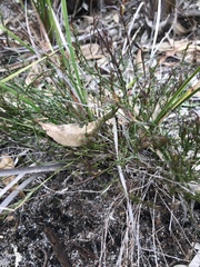 Platysace heterophylla