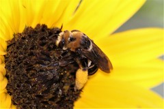 Svastra obliqua obliqua