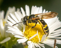 Philanthus bilunatus