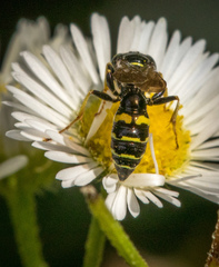 Philanthus bilunatus