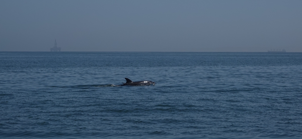 Tursiops truncatus<br>16 January, 2017