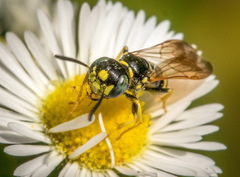 Philanthus bilunatus