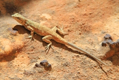 Urosaurus ornatus wrighti