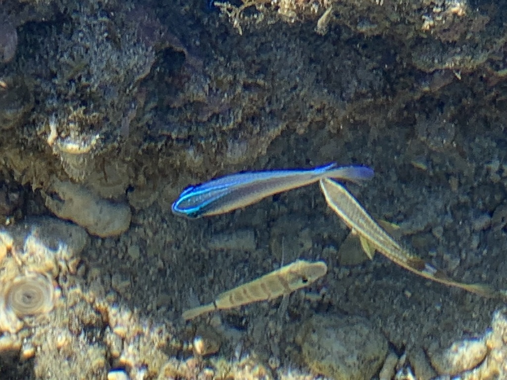 Grey demoiselle