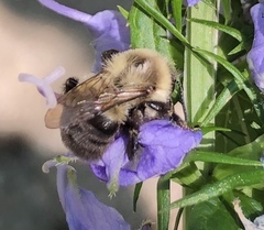 Bombus impatiens
