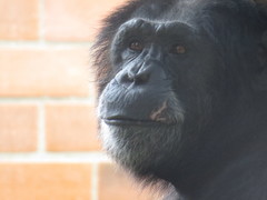 Pan troglodytes