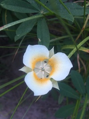 Calochortus subalpinus