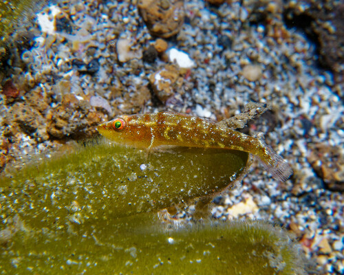 Bilobed ghostgoby (Pleurosicya bilobata) — Gobiidae — 4