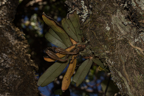 Aerangis montana J.Stewart