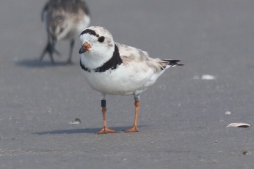 Piping Plover