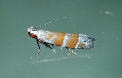 Battaristis vittella
