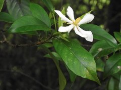 Gardenia jasminoides
