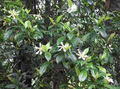 Gardenia jasminoides