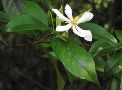 Gardenia jasminoides