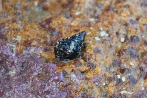 Clypeomorus batillariaeformis observed 2025-02-02