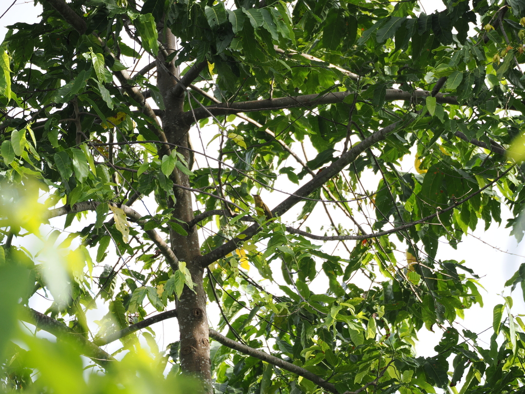 Northern Golden-Bulbul (Thapsinillas longirostris)