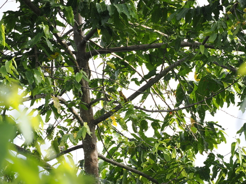 Banggai Golden Bulbul (Hypsipetes harterti), photo 3