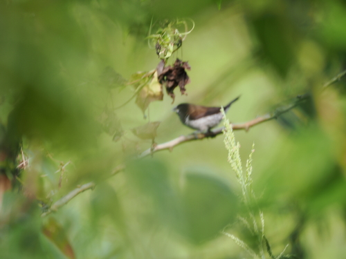 Black-faced Munia (Lonchura molucca)