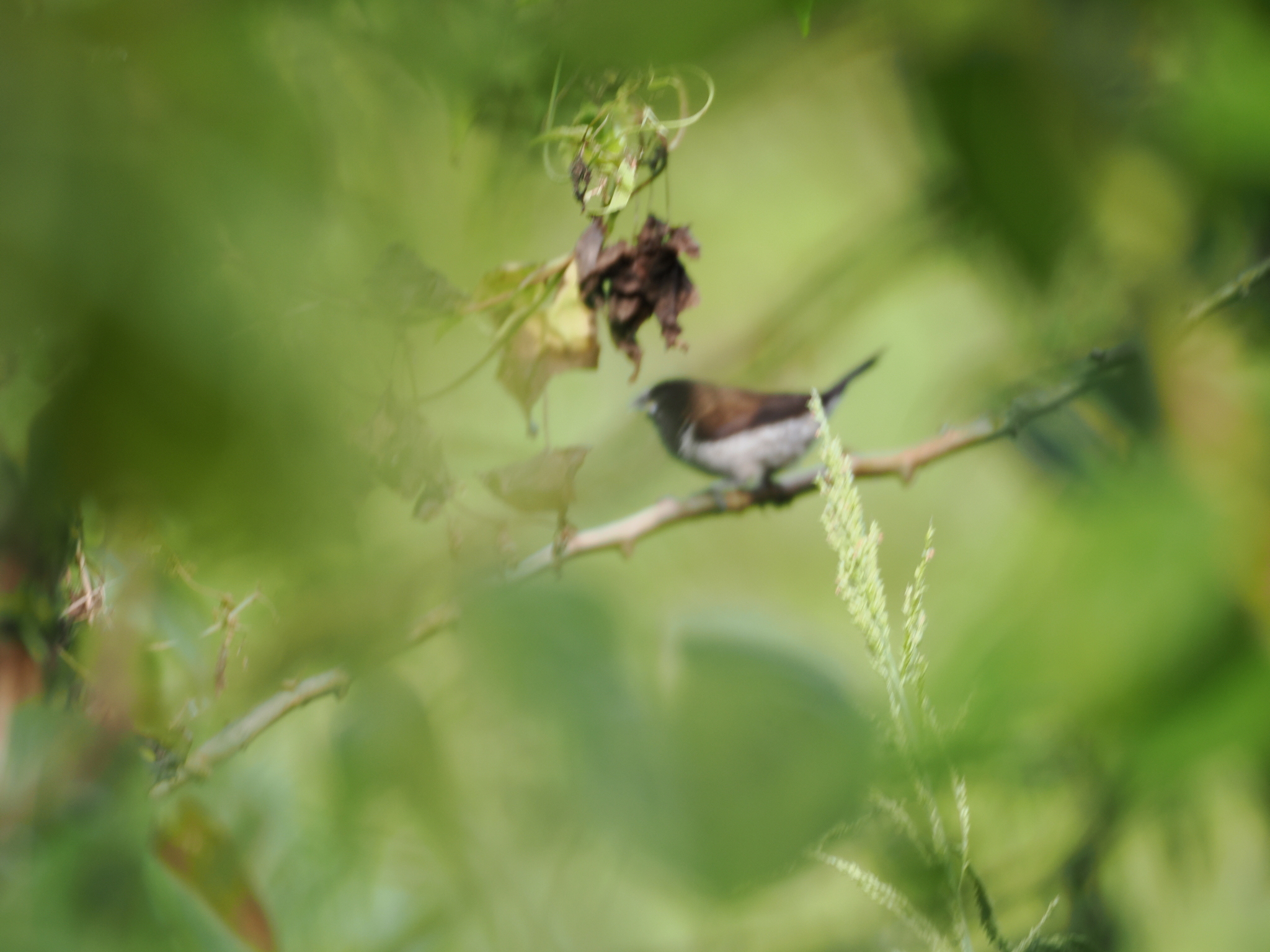 Black-faced Munia