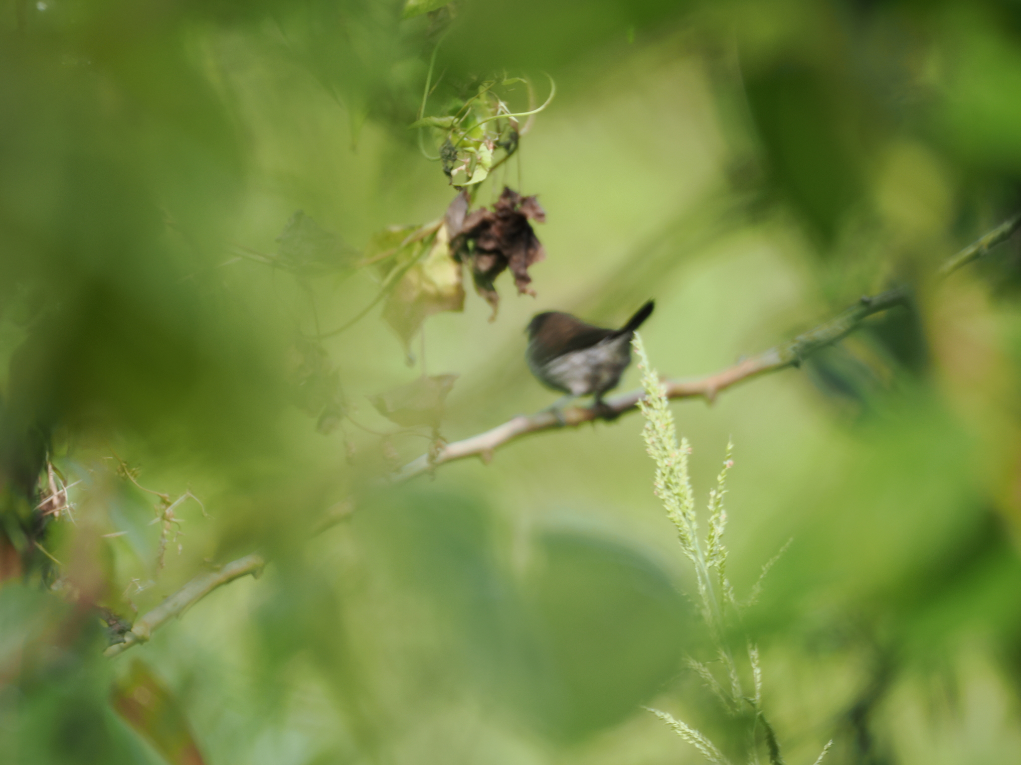 Black-faced Munia