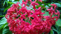 Ixora casei