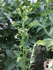 Erigeron canadensis