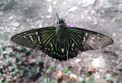 Phocides urania