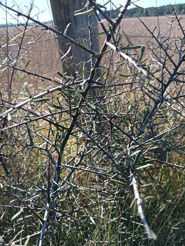 Image of Rhamnus lycioides by no rights reserved