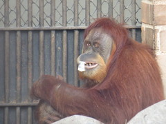 Pongo