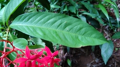 Ixora casei