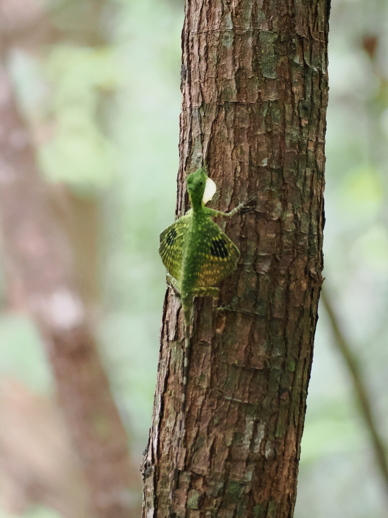 Banggai Flying Lizard (Draco rhytisma)