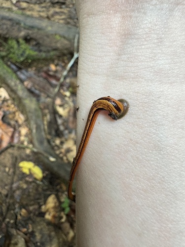 Tiger Leech