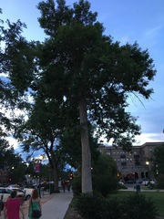 Fraxinus pennsylvanica