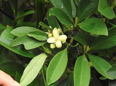 Garcinia oblongifolia