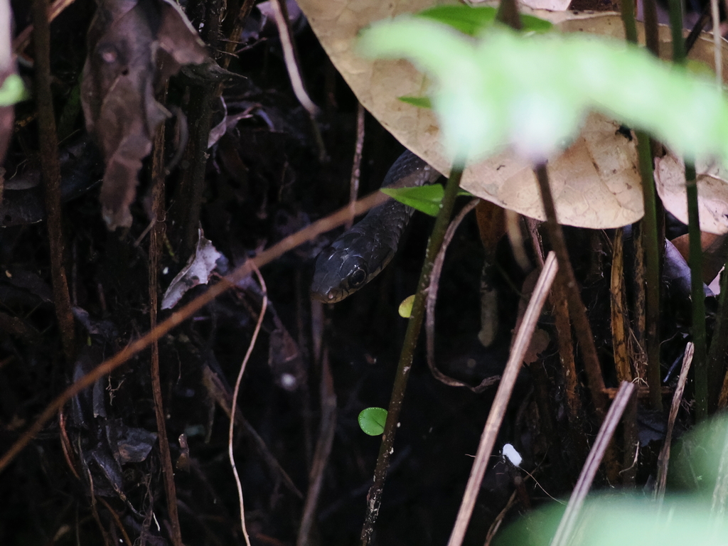 Sulawesi Black Racer (Ptyas dipsas)