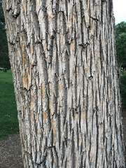 Fraxinus pennsylvanica