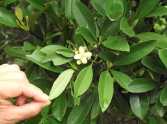 Garcinia oblongifolia